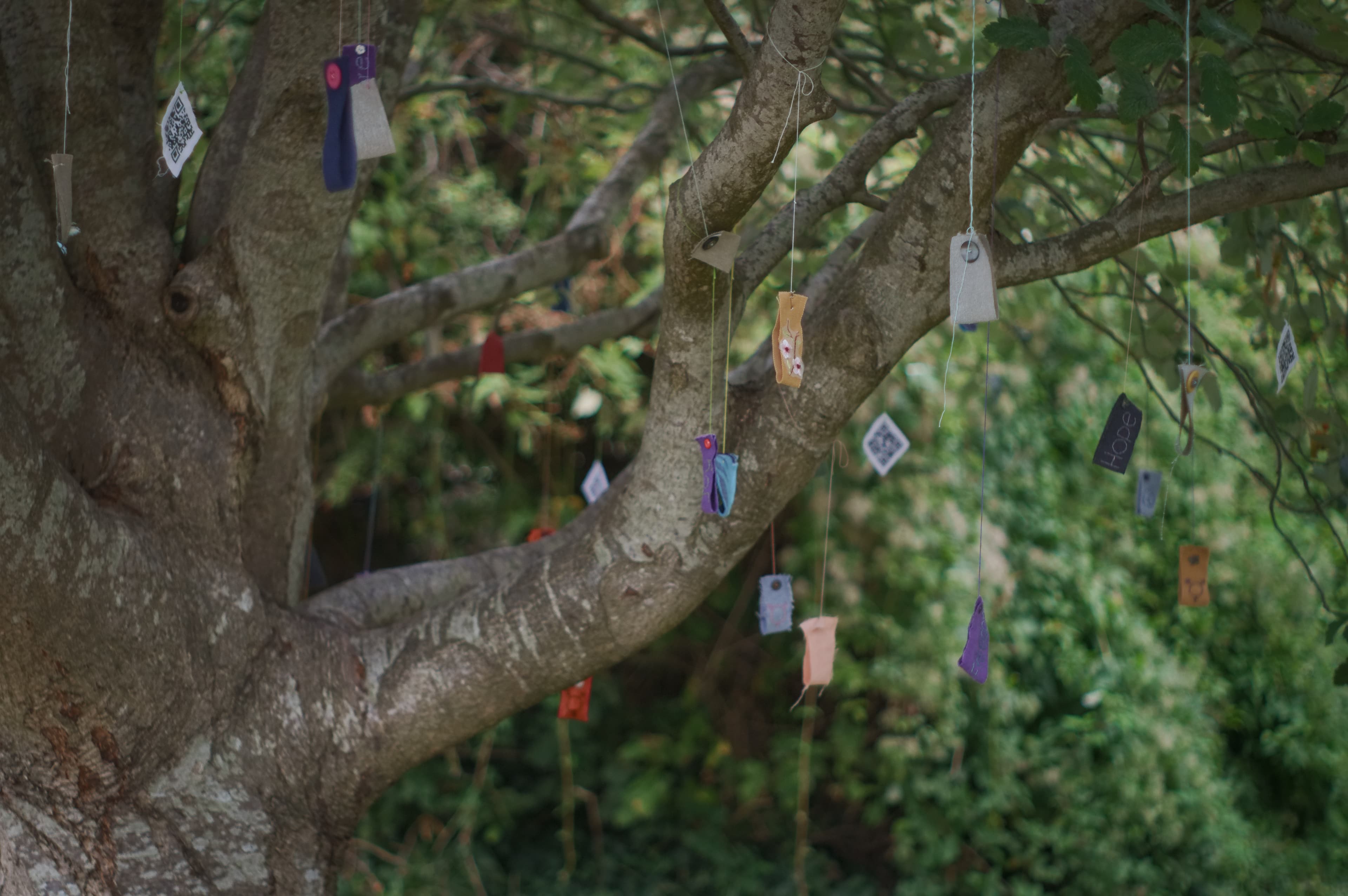 Wish Tree, image 1 of 5